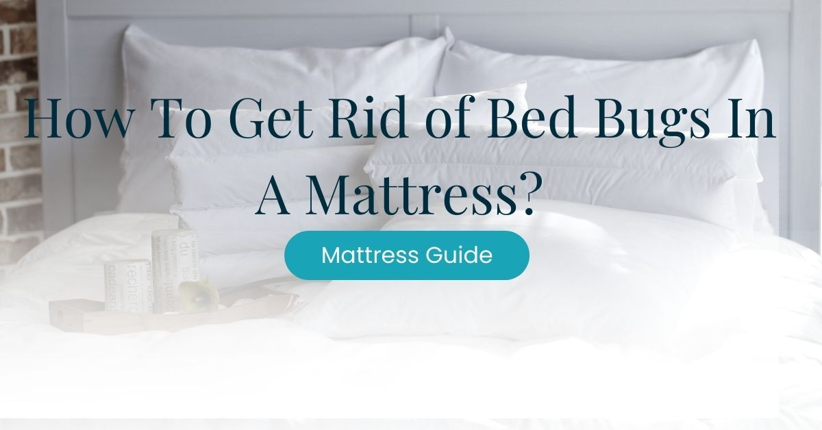 How To Get Rid of Bed Bugs In A Mattress