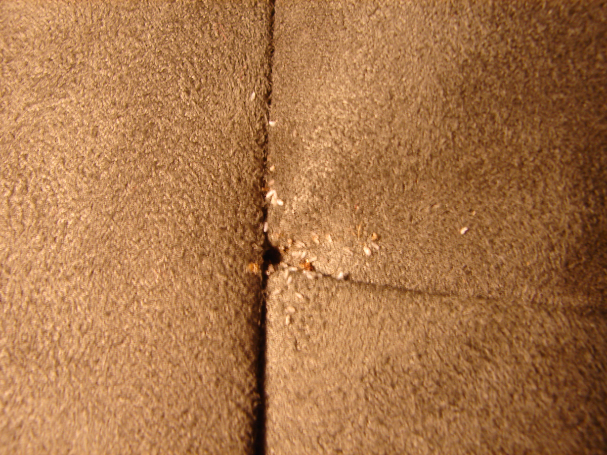 bed bug egg casings on mattress seam
