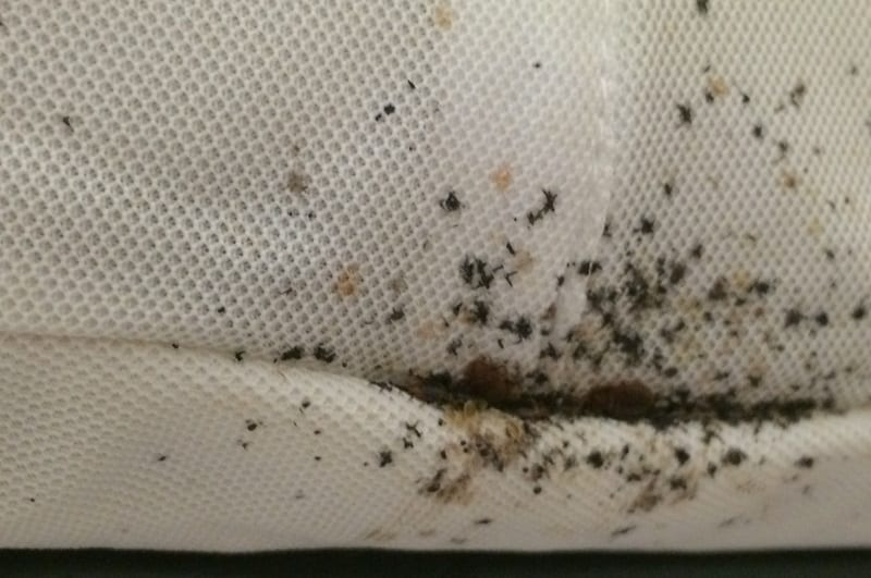 bed bug stains on white mattress casing