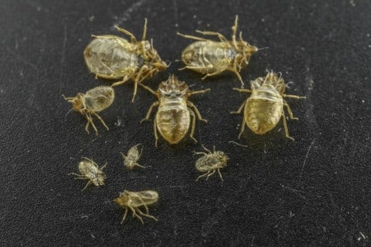 bed bugs on black surface