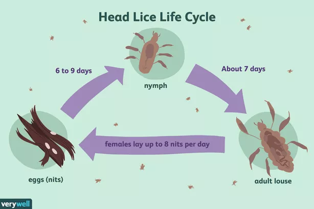head lice life cycle 