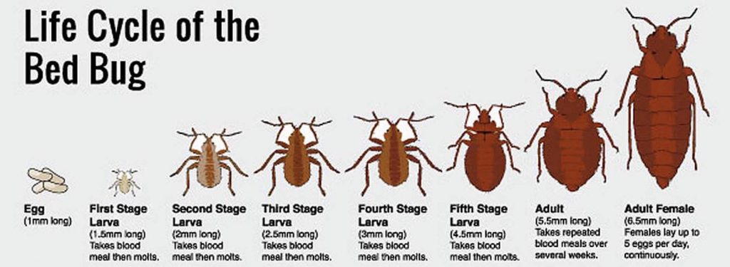 from egg to adult bed bug lifecycle illustration