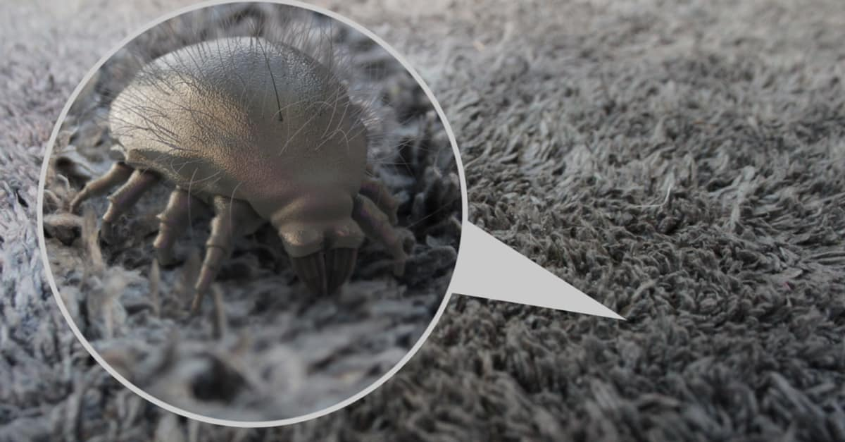 dust mite on a carpet
