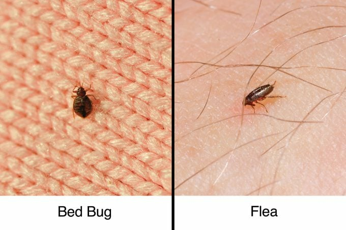 Bed-bug-vs-flea